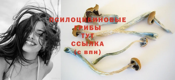 прущие грибы Абинск